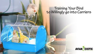 Training Your Bird to Willingly go into Carriers by Avian and Exotic Animal Clinic 4,000 views 1 year ago 2 minutes, 41 seconds