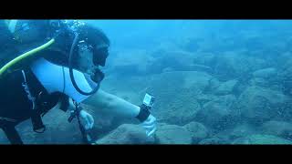 Download Lagu Diving with Benthochromis