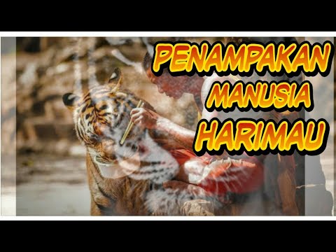 Unduh 70 Koleksi Gambar Harimau Asli Terbaik HD