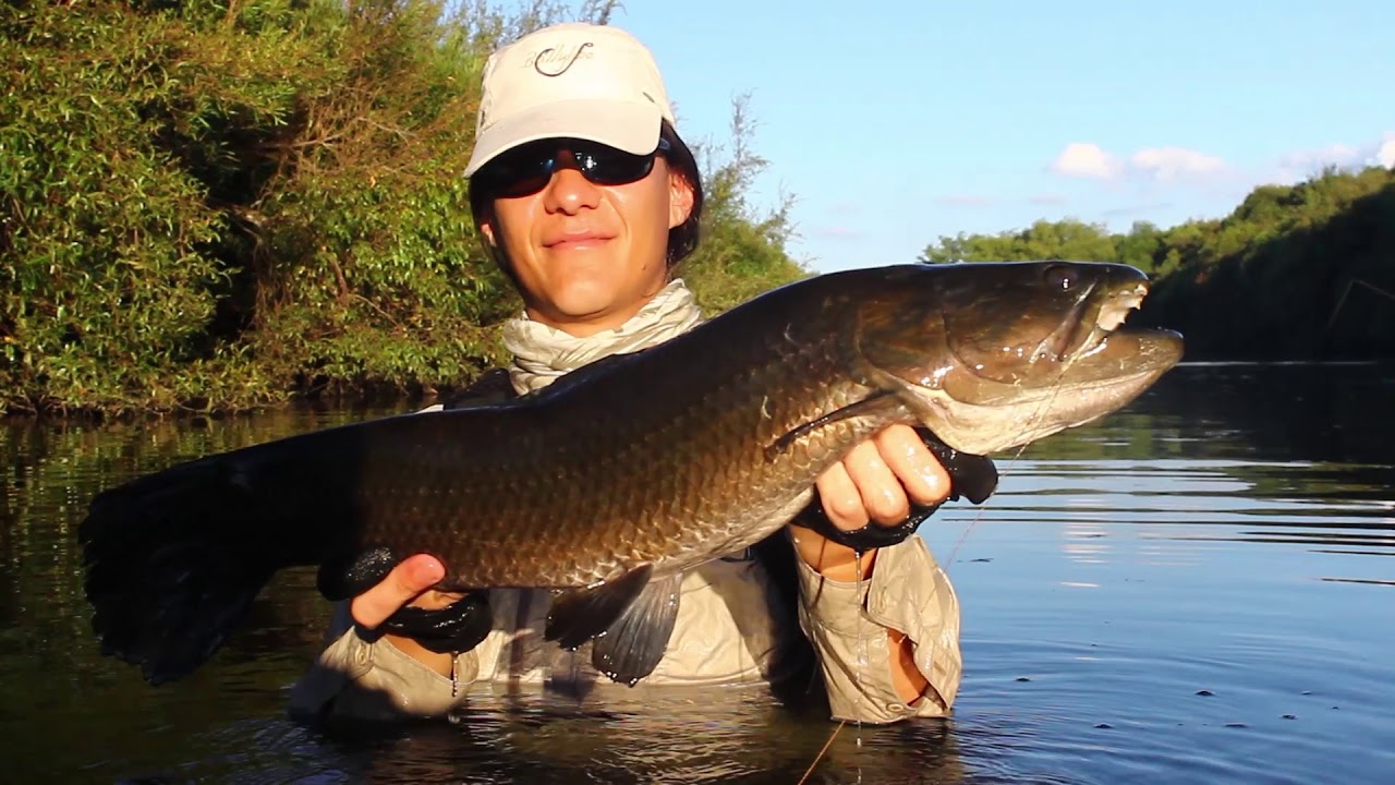 Fly Fishing Uruguay Tarariras y Dorados YouTube