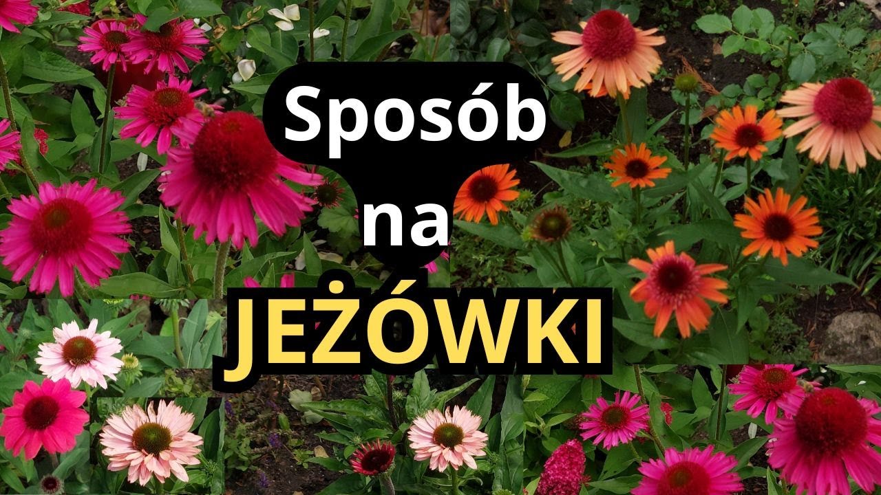 JEŻÓWKI idealne byliny na słoneczną rabatę, sposób na bujne kwitnienie, odmiany o dużych kwiatach
