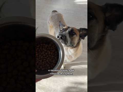 Можно ли кормить собаку кошачьим кормом и наоборот? #собаки