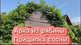 Супер арка из рябины обыкновенной , ландшафтное решение за 3 копейки 😁