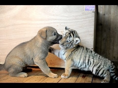 Funny Animals Are Too Cute || FunnyVines