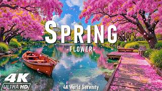 Spring Flower 4K 🌷 Aerial Views of Tulip Fields, Cherry Blossoms & Golden Sunrise