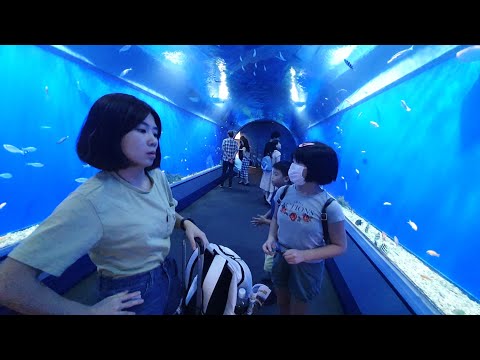 跟著我們一起逛超大水族館｜大阪海遊館