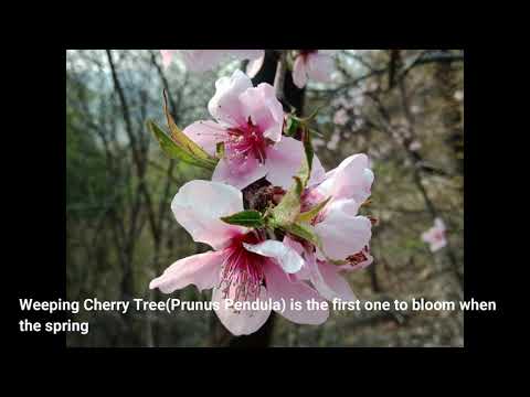 Weeping Cherry Tree - Grow , Care, Prune , Types | Dwarf (White) | Pink Fountain