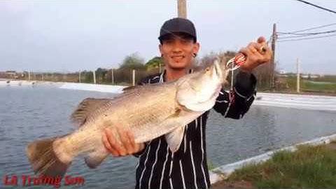 Câu cá chẽm (cá vược) với nhưng pha santo đẹp mắt