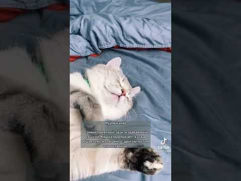 что значит мурлыканье кошки???
