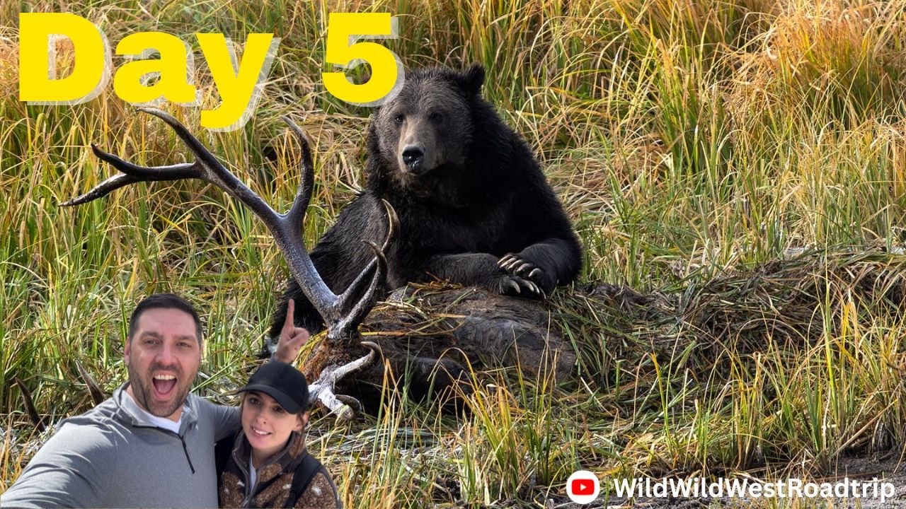 Столько медведей и других удивительных животных на южном участке Йеллоустона!