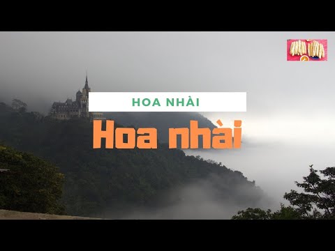 Video: Chăm Sóc Hoa Nhài Ý - Cách Trồng Hoa Nhài Vàng Ý