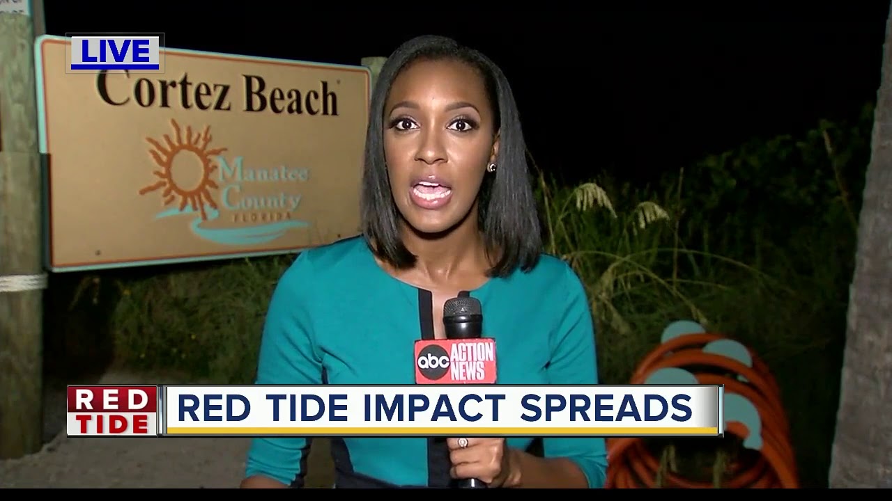 Red tide recovery: What Sarasota businesses impacted by red tide can do