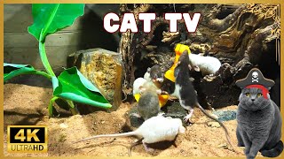 Cat TV mouse grabbing wheat grass, squabble, squeaking \& playing for cats to watch | 8 hour | Cat TV