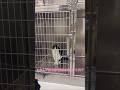 何故か自分から囚われにいく猫【愛猫れいちゃん】#cat #猫 #保護猫 #shorts