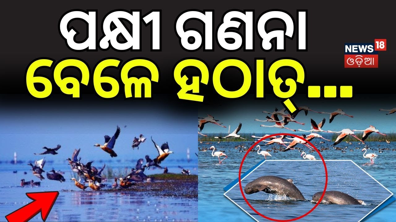 ପକ୍ଷୀ ଗଣନା ବେଳେ ହଠାତ୍...Chilika Bird Count Starts | Bird Census 2026 |Puri | Chilika lake|Odia News
