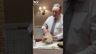 European Burmese. #catshow #catlover #burmesecat