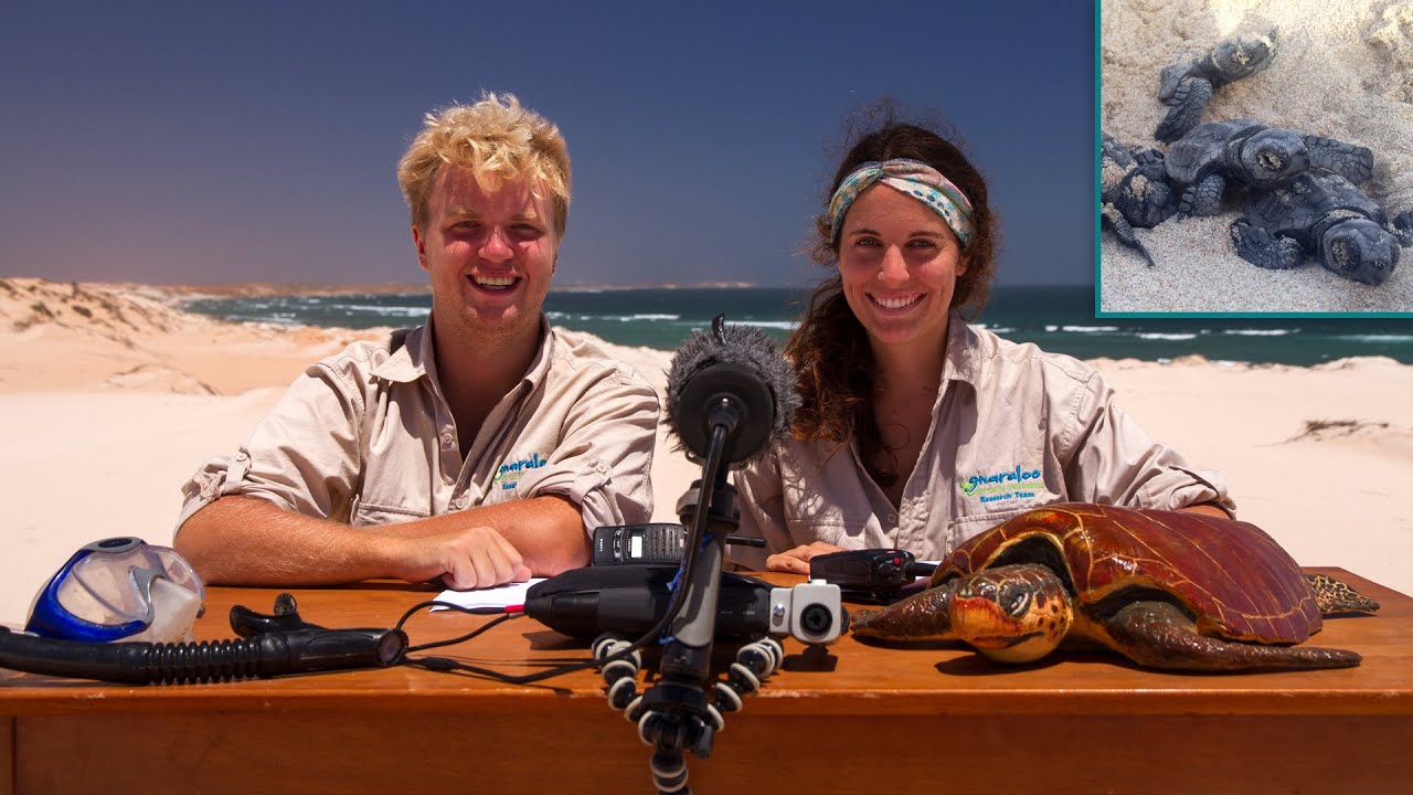 loggerhead sea turtle Welcome to the Office - Conservation questions - GTCP 2015/16