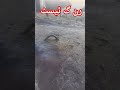 سیڈ ٹیسٹ #aseel #aseelchicken #royalaseel #aseelfarming #farmvlog #viralvideo
