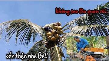 Ba Tùng cưa cây dừa gần nhà có độ khó cao.