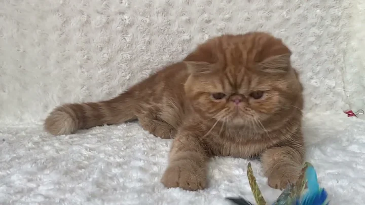 Video 10604001: tabby exotic shorthair, exotic shorthair male kitten, exotic shorthair cattery, exotic shorthair red