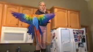 how to teach your bird to fly 1