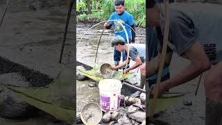 PART.2 Panen burayak di kolam mitra budidaya koki dibilang, walau puasa tetap semangat #panen