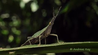 Spear-headed Grasshopper from Ecuador