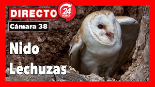 Lechuzas en el nido 🔴 DIRECTO (Cámara 38 | Ávila)