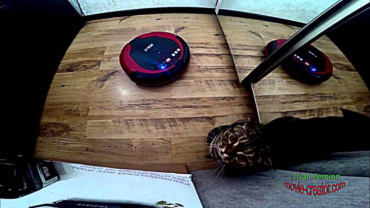 Робот пылесос матерится по русски. Робот пылесос юмор. робот пылесос прикол. кот на роботе пылесосе. робот пылесос размазал.