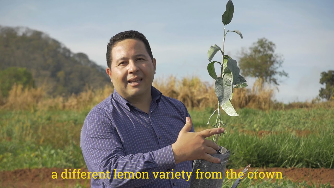Na Fazenda Morro Alto São Produzidas Laranjas - FDPLEARN