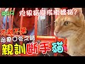 『親訓斷手貓』不離不棄！兇狠口炎貓轉變成撒嬌毛孩 Cat Story#49