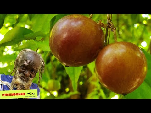 This fruit can get you DRUNK😵🇯🇲 #psydium
