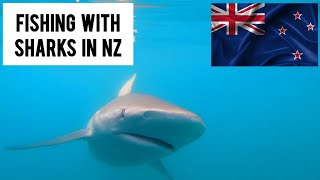 Thresher Sharks on a New Zealand Fishing Trip