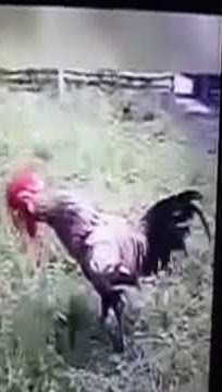 Video lucu suara Ayam buat di grup wa 'kok sepi'