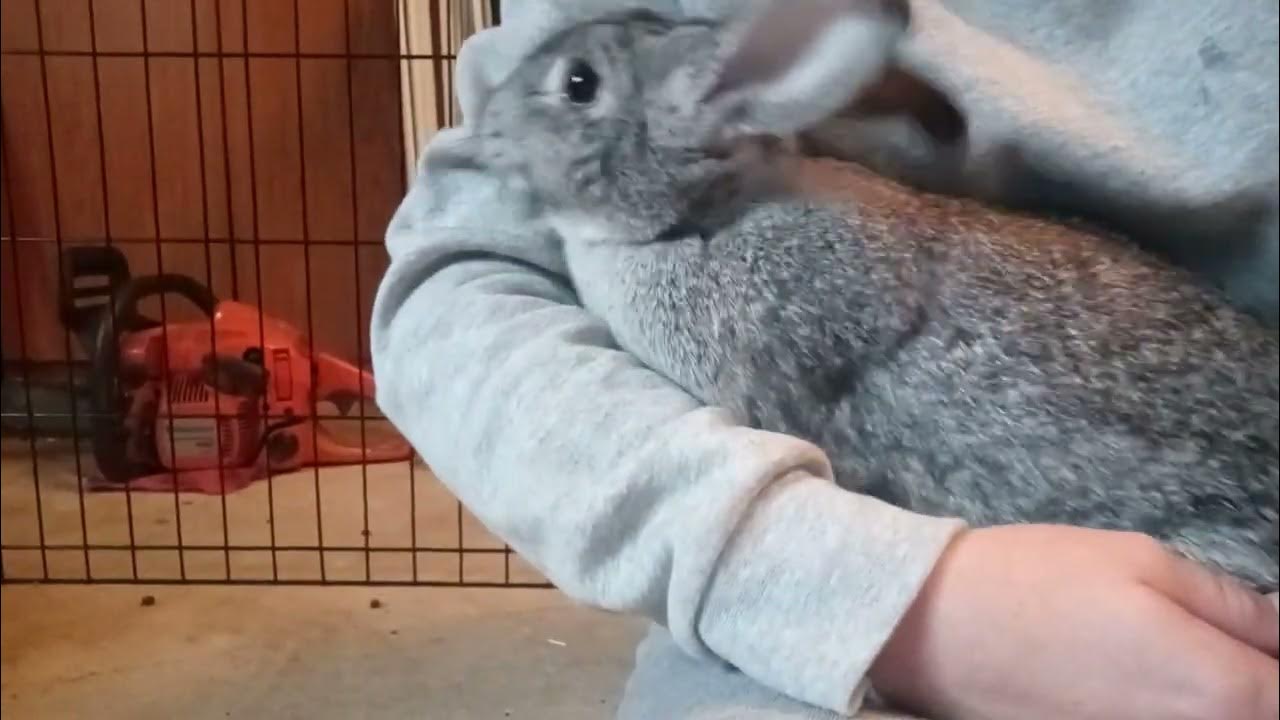 how to train a bunny not to nip YouTube