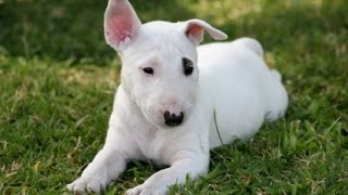 Target Dog Puppy English Bull Terrier Iphone 6S Plus 4K Video Test