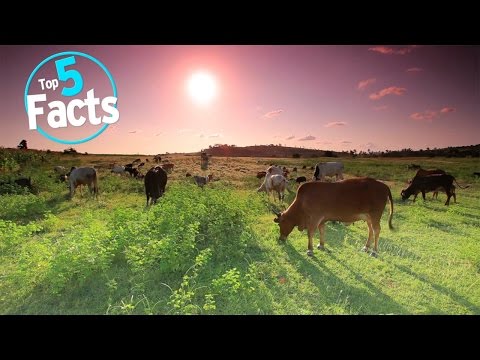 Top 5 Facts About Veganism