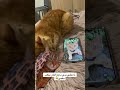 لما يقلي بدو ينام والفار يلعب بعبي 