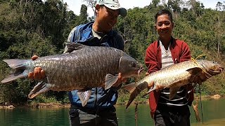 Lancer fishing catches big fish  SUPER HEALTHY fish in Vietnamese rivers | January 22, 2024