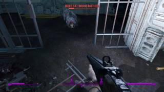 Fallout 4  -  Mole rat brood mother glitch
