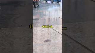 다이소 여행 추천템 필수 여행템 가볍고 납작한 초경량 우산 #다이소꿀템 #꿀템 #다이소 #다이소여행템 #다이소여행템 #다이소추천템 #다이소우산 #다이소템 #다이소신상