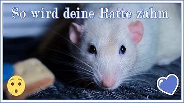 Können Ratten gezähmt werden?