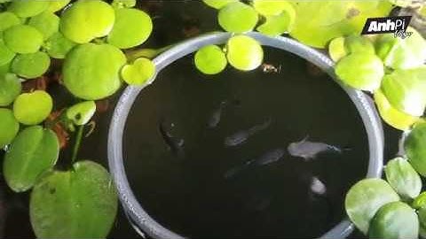 TRỊ BỆNH THỐI THÂN Ở CÁ 7 MÀU NTN VẬY ANH EM? Nhật ký nuôi cá bảy màu #54