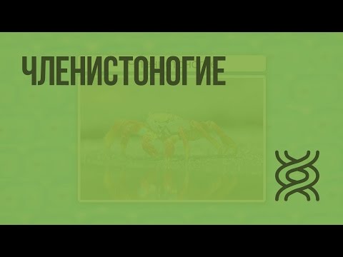 Видео: Как членистоногие влияют на здоровье человека?