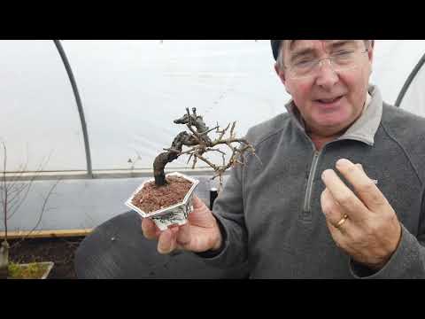 Clip and Grow Technique for Bonsai