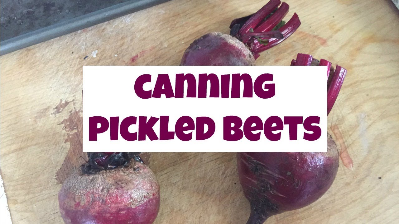 Canning Pickled Beets YouTube