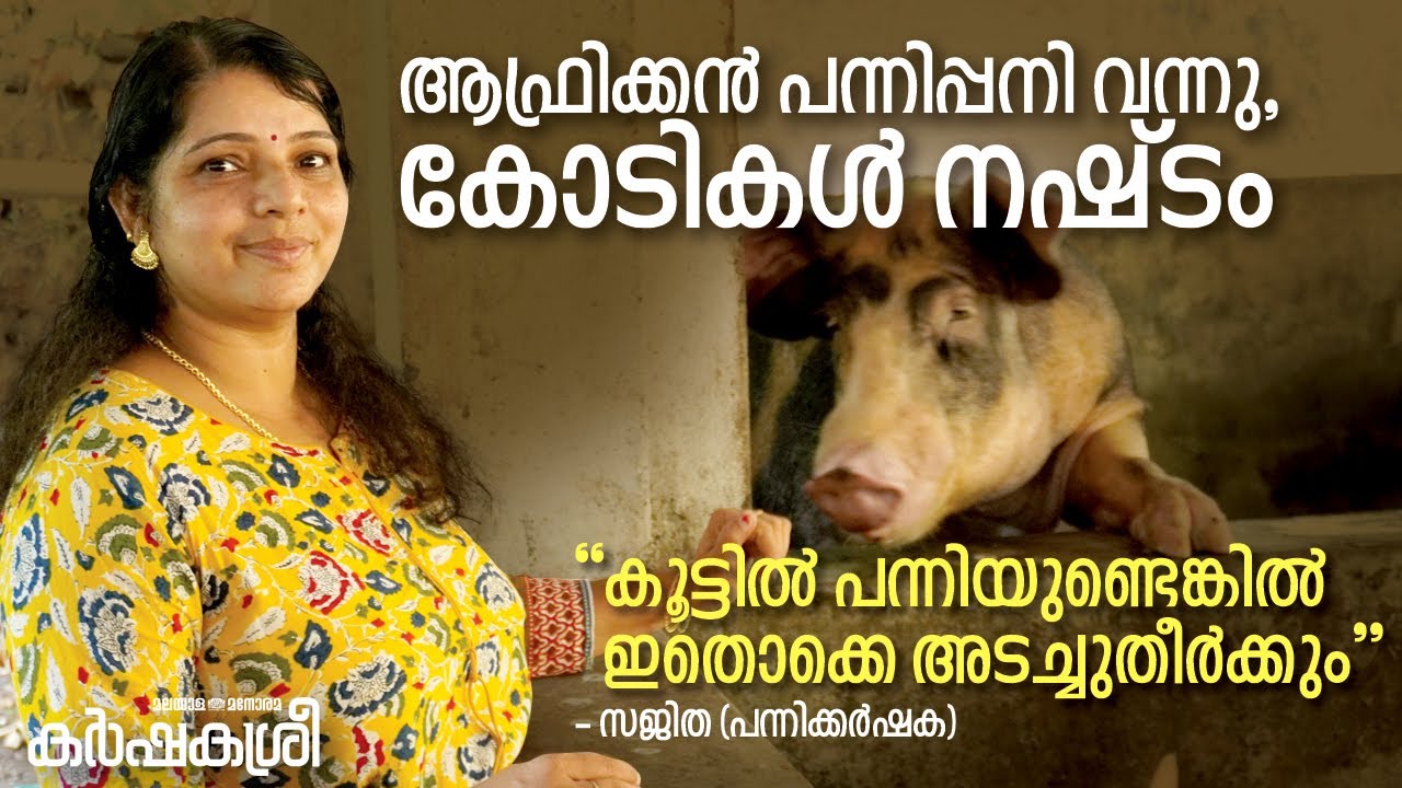 പെറ്റായി തുടങ്ങി, ഇന്ന് ആദായ സംരംഭം: കോടികളുടെ നഷ്ടം വന്നെങ്കിലും പന്നി ആദായമെന്ന് സജിത