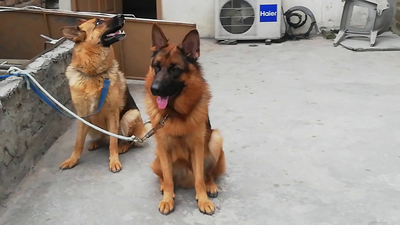 German shepherd male & female dog |2020 - YouTube