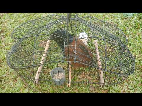 Tiếng Bìm Bịp Mồi Bìm Bịp Mồi Gọi Bổi đam Mê Săn Bắt