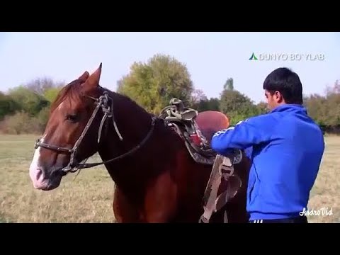 Video: Otni Qanday Qilib O'tirishni O'rgatish Kerak